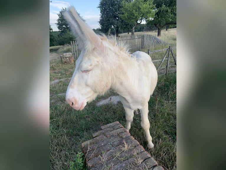Asini Stallone 3 Anni 125 cm Cremello in Salomvar