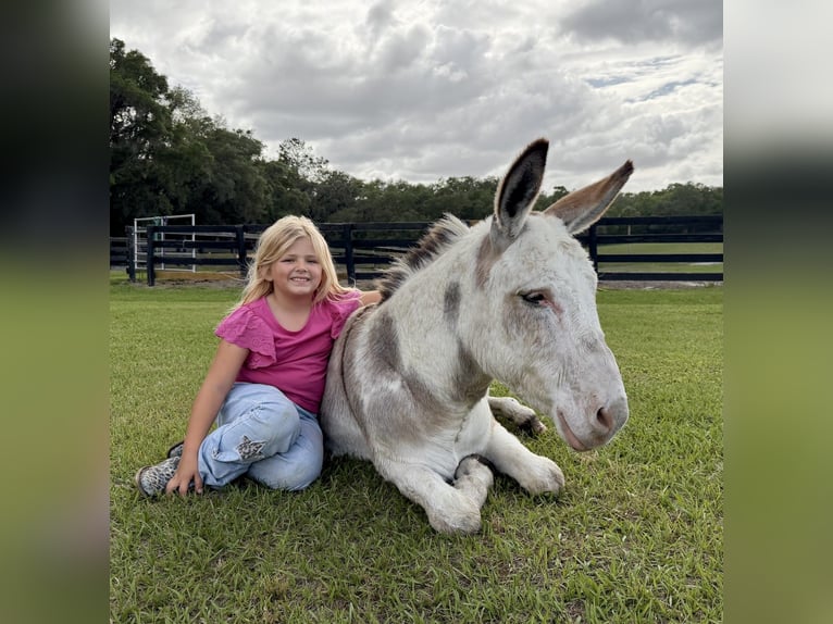Asini Stallone 5 Anni 99 cm Pezzato in Ocala
