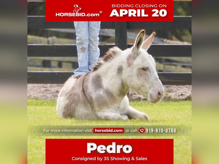 Asini Stallone 5 Anni 99 cm Pezzato in Ocala