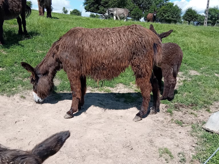 Asini Stallone 6 Anni 130 cm Baio scuro in Marly-Gomont