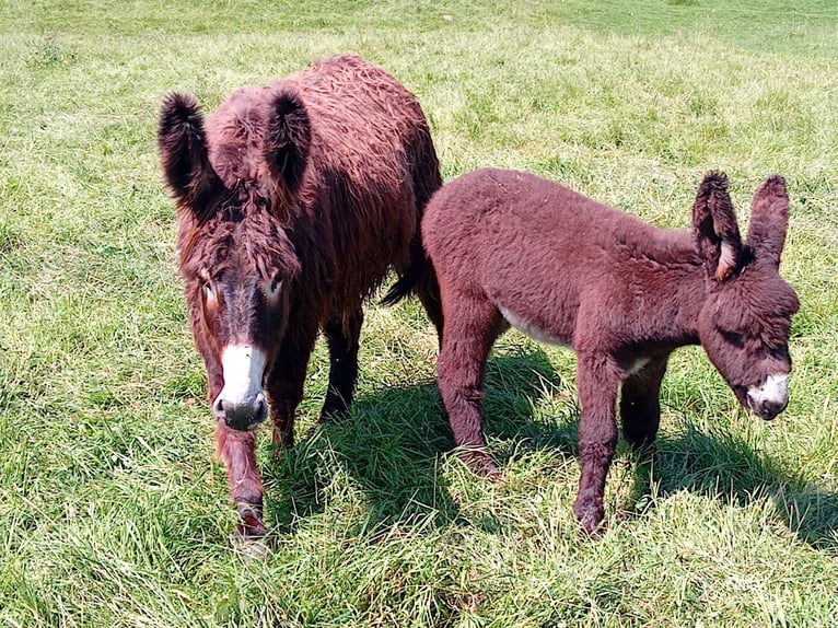 Asini Stallone 6 Anni 130 cm Baio scuro in Marly-Gomont