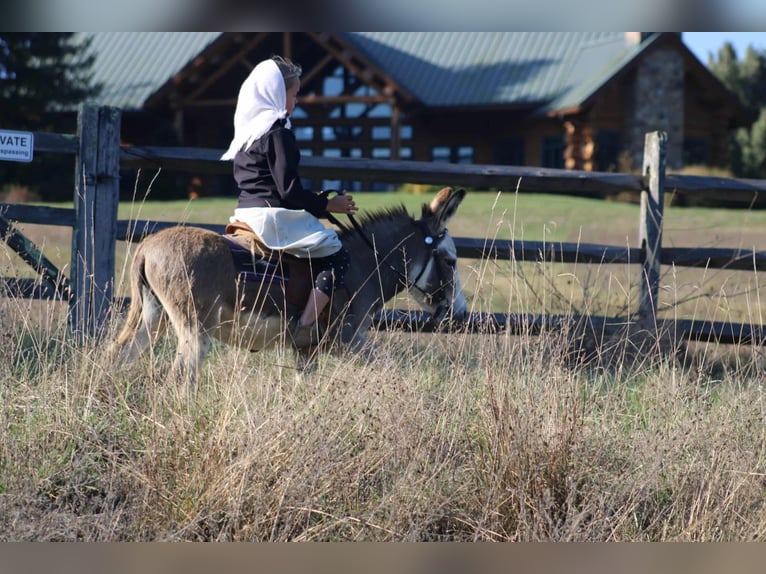 Asini Stallone 6 Anni 81 cm Grigio in Rebersburg
