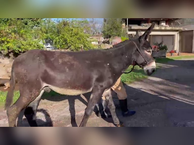 Asini Stallone 7 Anni 150 cm  in Berga, Barcelona