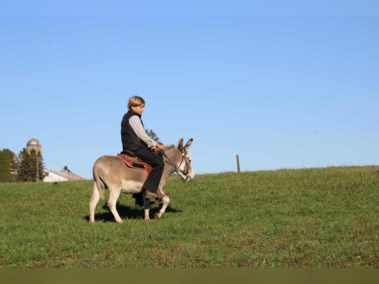 Asini Stallone 7 Anni 81 cm Grigio in Rebersburg