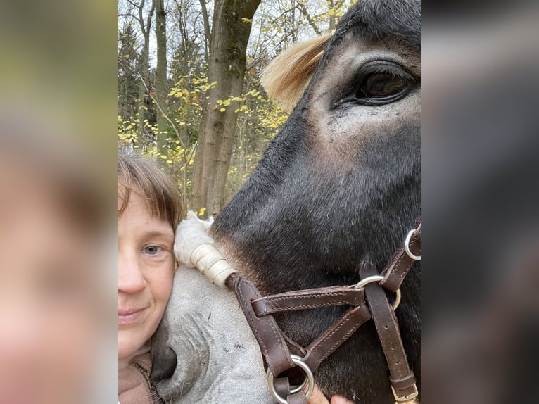 Asini Stallone Morello in Reuterstadt Stavenhagen