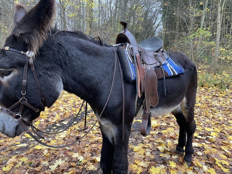 Asini Stallone Morello in Reuterstadt Stavenhagen