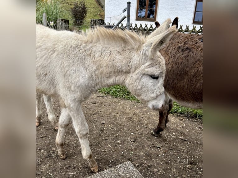 Asini Stallone Puledri (05/2024) 84 cm Grigio in Übersee