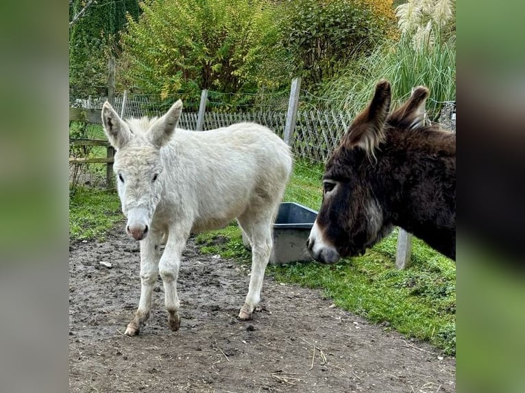 Asini Stallone Puledri (05/2024) 84 cm Grigio in Übersee