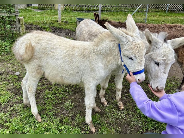 Asini Stallone Puledri (05/2024) 84 cm Grigio in Übersee