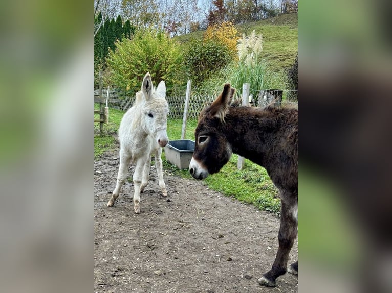 Asini Stallone Puledri (05/2024) 84 cm Grigio in Übersee