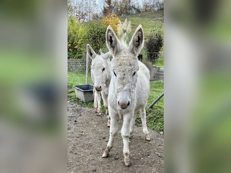 Asini Stallone Puledri (05/2024) 84 cm Grigio in Übersee