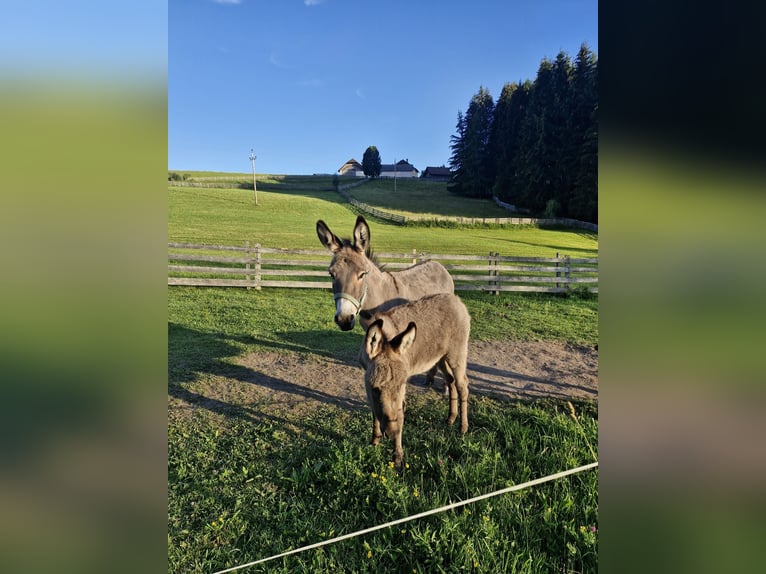 Asini Stallone Puledri (05/2026)  in Lasaberg