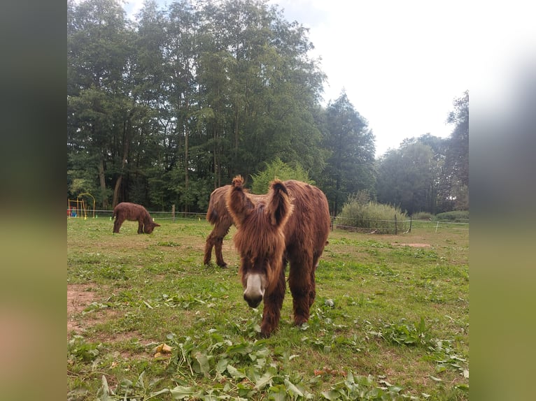 Åsna Hingst 1 år 135 cm Brun in Svarov