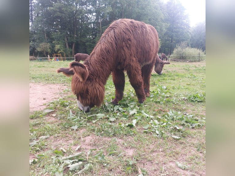 Åsna Hingst 1 år 135 cm Brun in Svarov