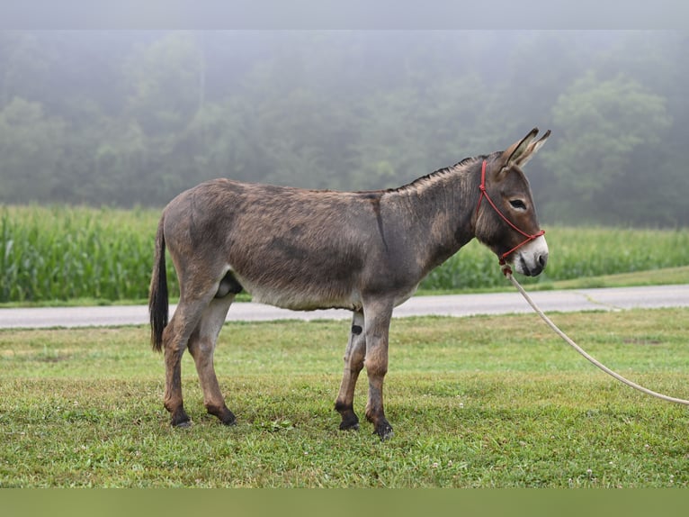 Åsna Hingst 2 år 89 cm Grå in Fresno