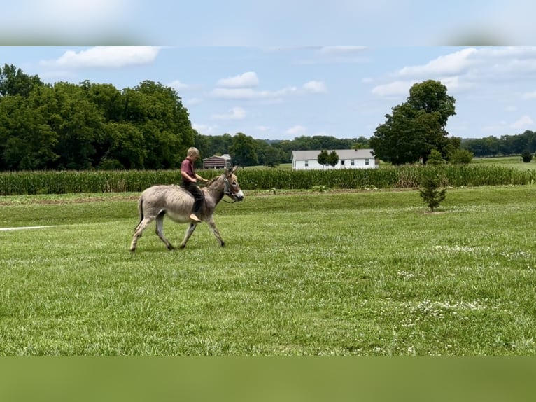 Åsna Hingst 3 år 102 cm Grå in Elkton