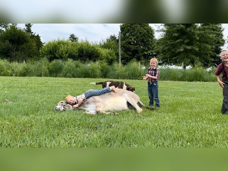 Åsna Hingst 3 år 102 cm Grå in Elkton