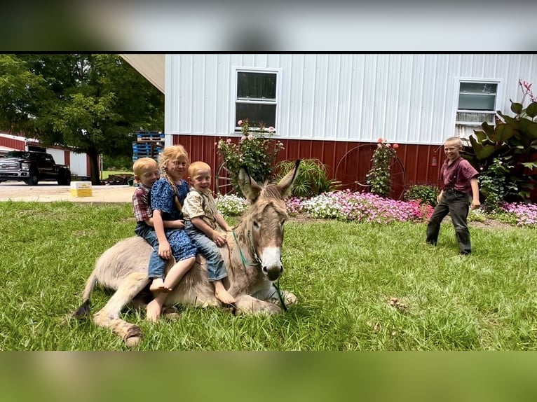 Åsna Hingst 3 år 102 cm Grå in Elkton