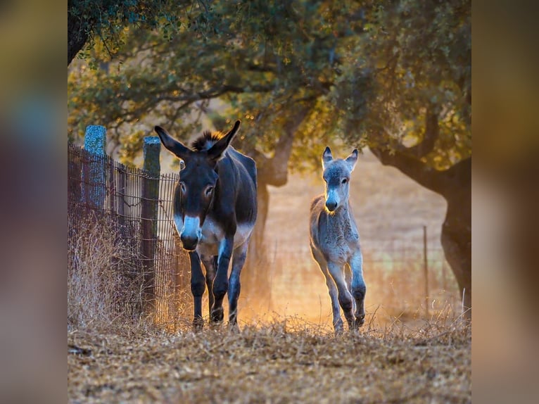 Åsna Hingst Föl (07/2024) 122 cm Kan vara vit in Cardeña, Córdoba