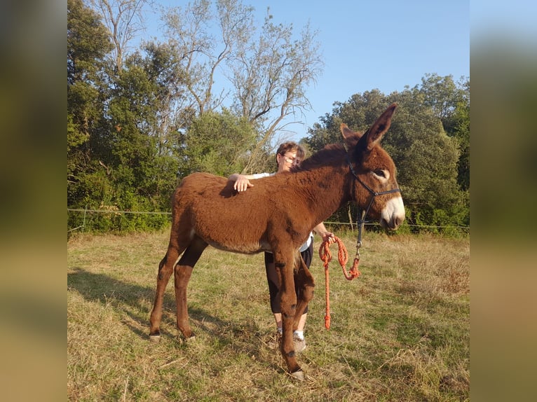 Åsna Hingst Föl (04/2024) 150 cm Svart in Bàscara