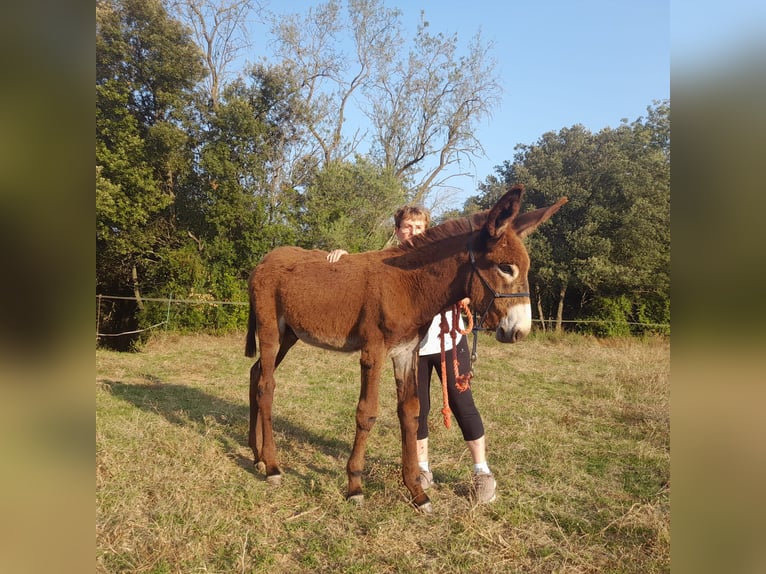 Åsna Hingst Föl (04/2024) 150 cm Svart in Bàscara