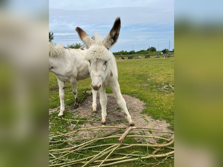 Åsna Hingst Föl (04/2024) in Ribnitz-Damgarten