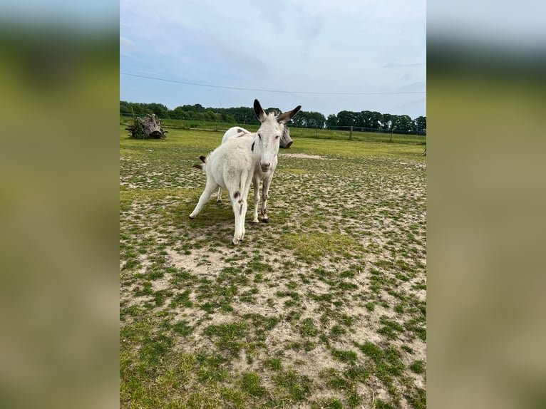 Åsna Hingst Föl (04/2024) in Ribnitz-Damgarten