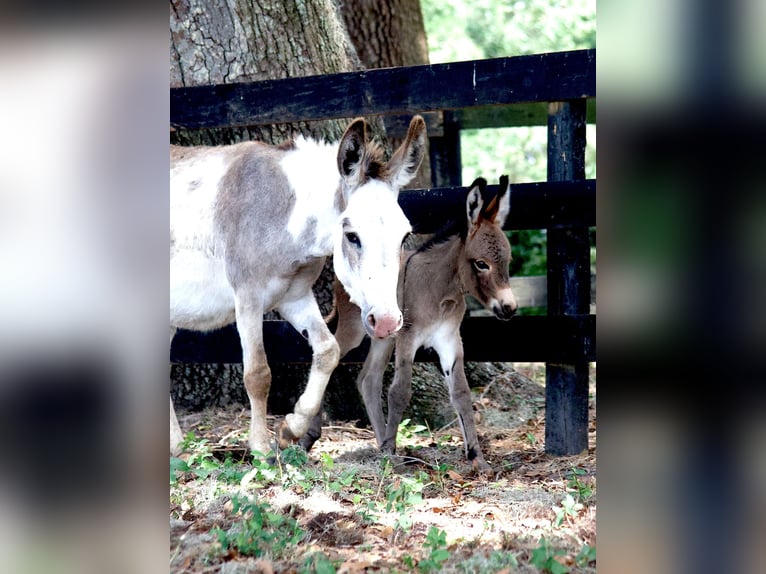 Åsna Sto 5 år 94 cm Pinto in Ocala, FL