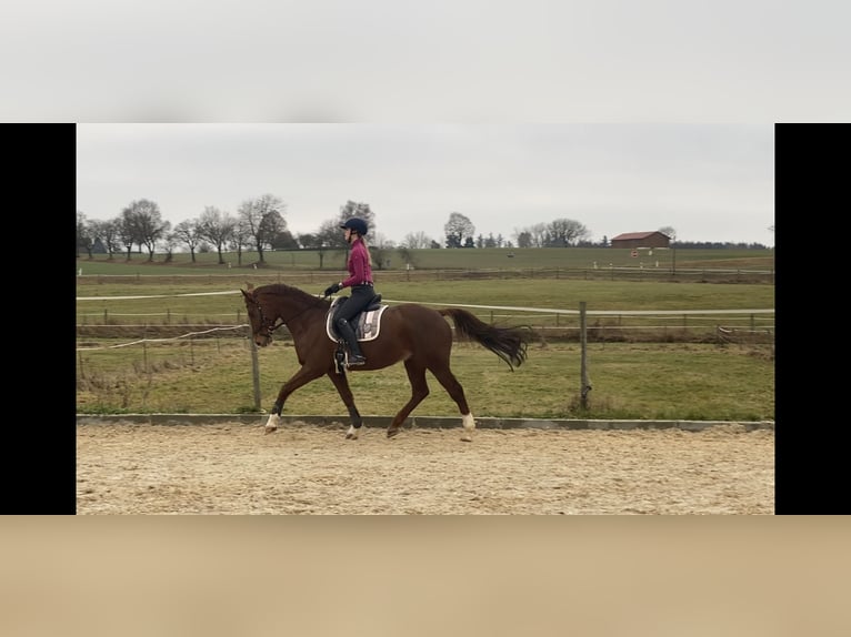 Assiano Castrone 18 Anni 163 cm Sauro in Ingolstadt