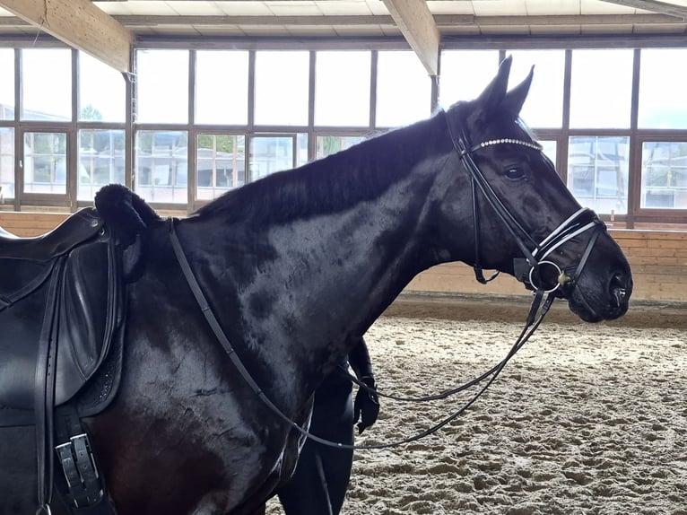 Assiano Castrone 18 Anni 168 cm Morello in Heidesheim am Rhein