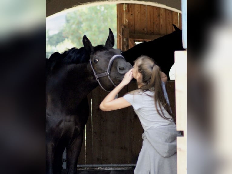 Assiano Castrone 18 Anni 168 cm Morello in Heidesheim am Rhein