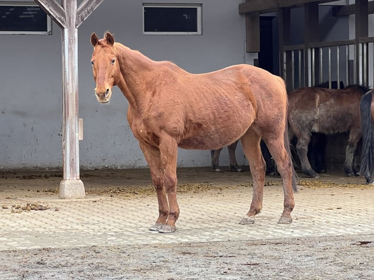 Assiano Castrone 19 Anni 164 cm Sauro in Bad Nauheim