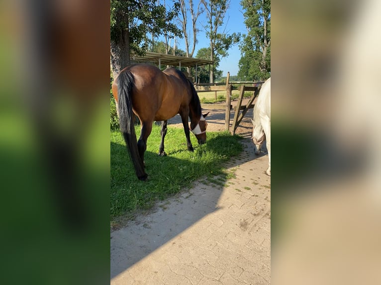 Assiano Castrone 20 Anni 174 cm Baio in Lüdersfeld