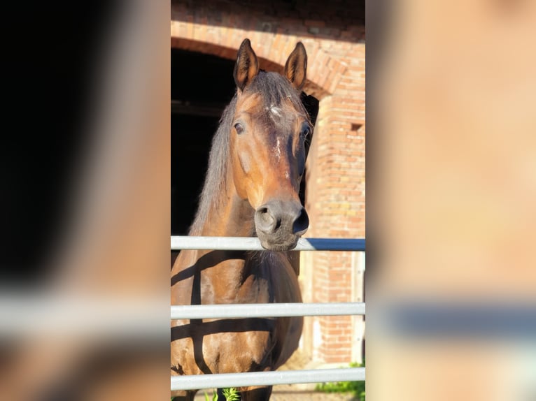 Assiano Castrone 20 Anni 174 cm Baio in Lüdersfeld