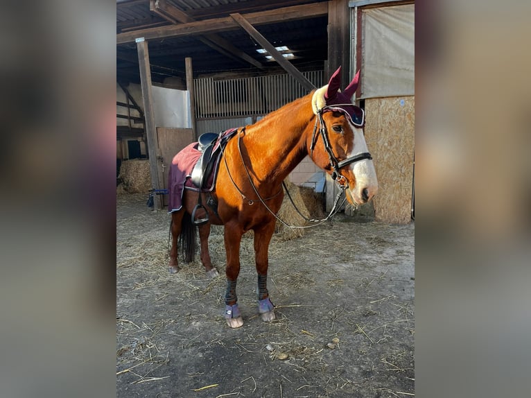 Assiano Castrone 21 Anni 172 cm Sauro in Quirnbach