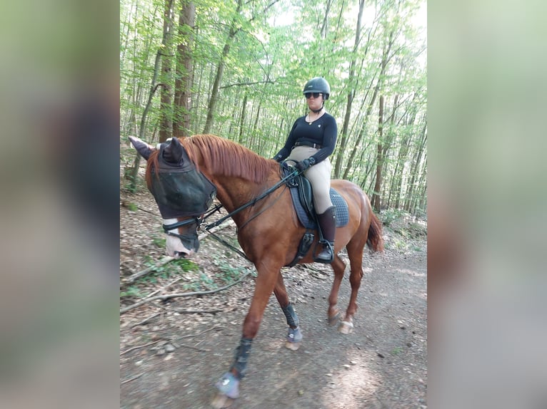 Assiano Castrone 21 Anni 172 cm Sauro in Quirnbach