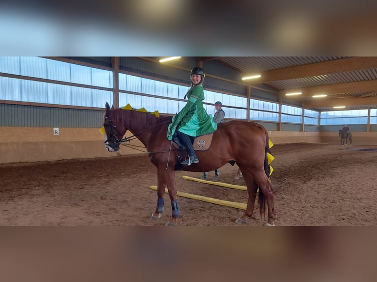 Assiano Castrone 21 Anni 172 cm Sauro in Quirnbach