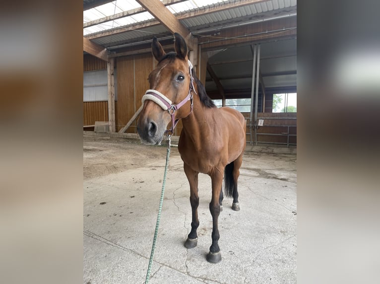 Assiano Castrone 22 Anni 169 cm Baio in Maisach