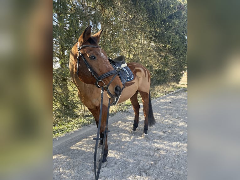 Assiano Castrone 22 Anni 169 cm Baio in Maisach