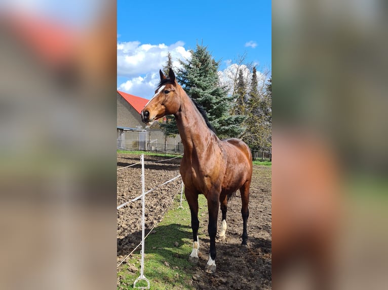 Assiano Giumenta 16 Anni 173 cm Baio in Nochern