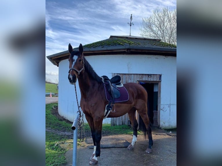 Assiano Giumenta 16 Anni 173 cm Baio in Nochern