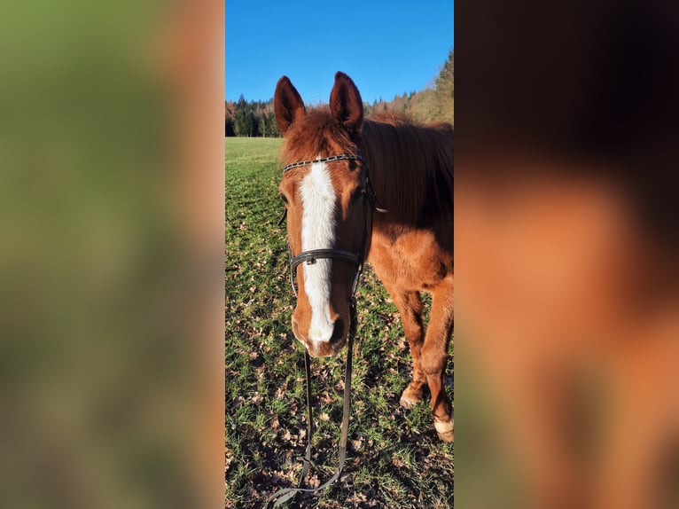 Australian Pony Mix Mare 19 years 15,2 hh Chestnut-Red in Daiting