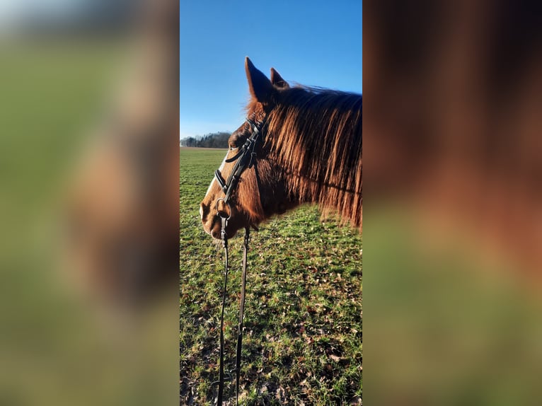 Australian Pony Mix Mare 19 years 15,2 hh Chestnut-Red in Daiting