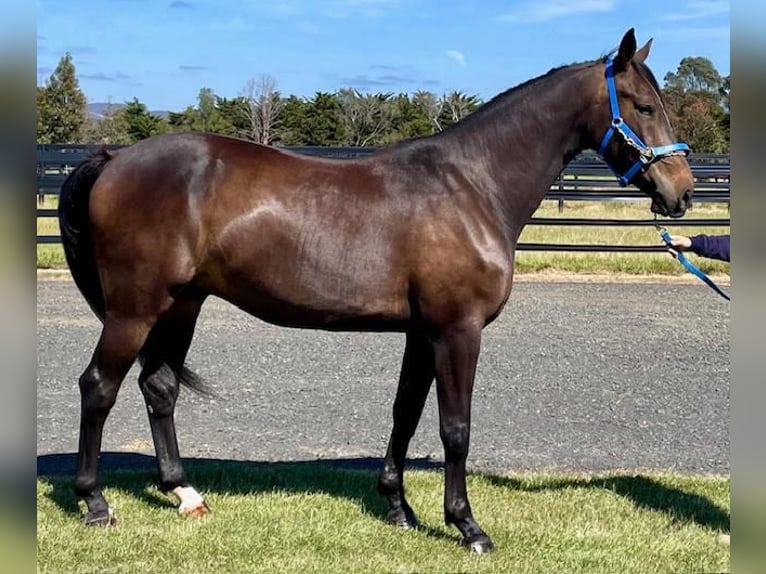 Australian Stock Horse Wałach 5 lat 165 cm Gniada in Kronenberg