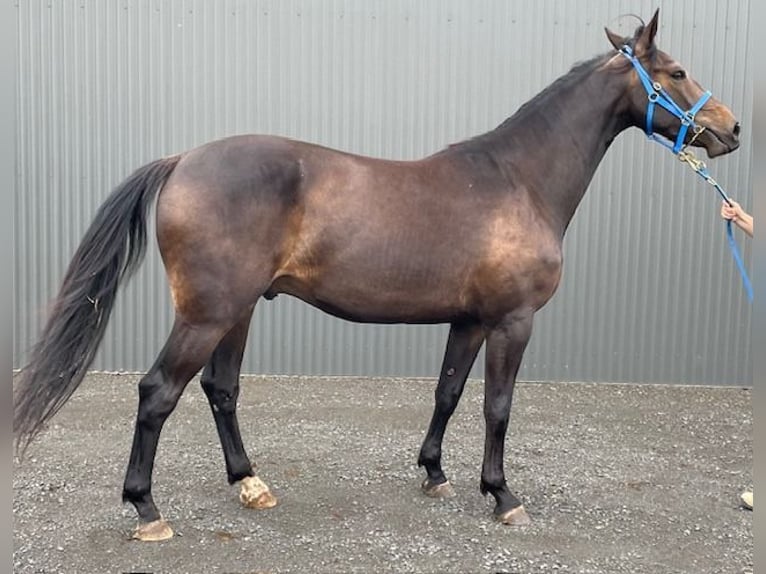Australian Stock Horse Wallach 5 Jahre 165 cm Brauner in Kronenberg