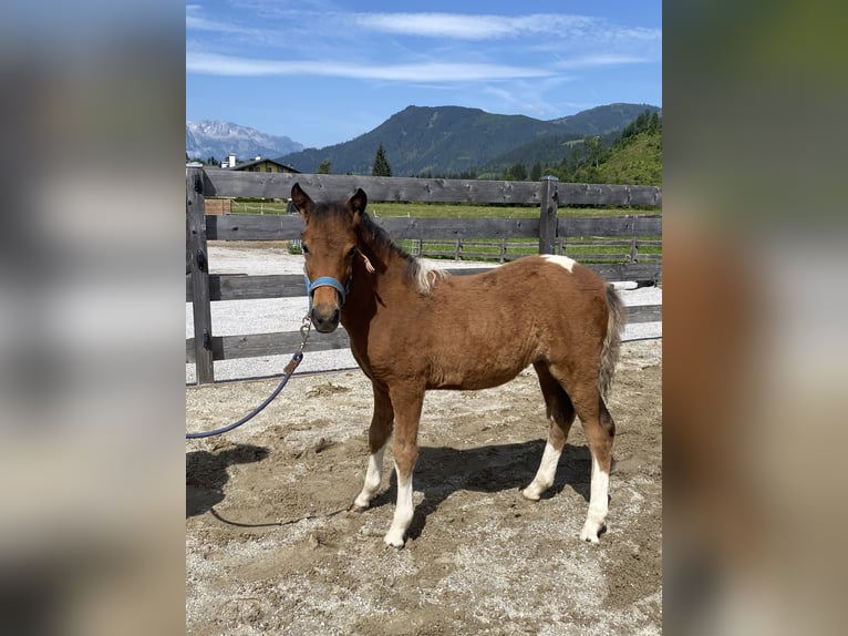 Australiensisk ponny Sto Föl (05/2024) Pinto in Eben im Pongau