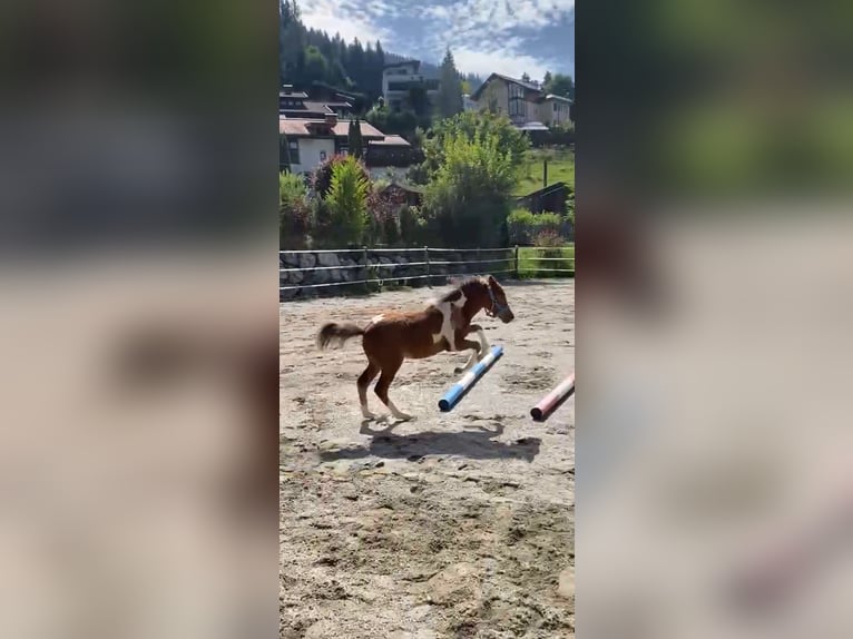 Australiensisk ponny Sto Föl (05/2024) Pinto in Eben im Pongau