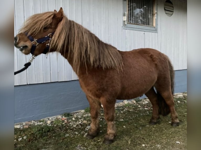 Australische pony Hengst Bruin in WASHINGTON