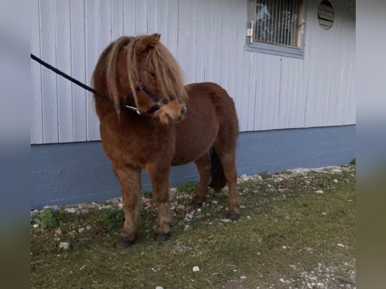 Australische pony Hengst Bruin in WASHINGTON