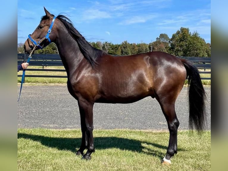 Australische veedrijverspaard Ruin 5 Jaar 165 cm Bruin in Kronenberg